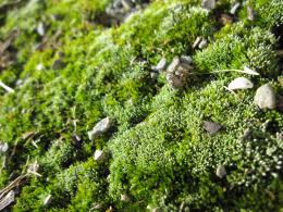 Macro Moss ...